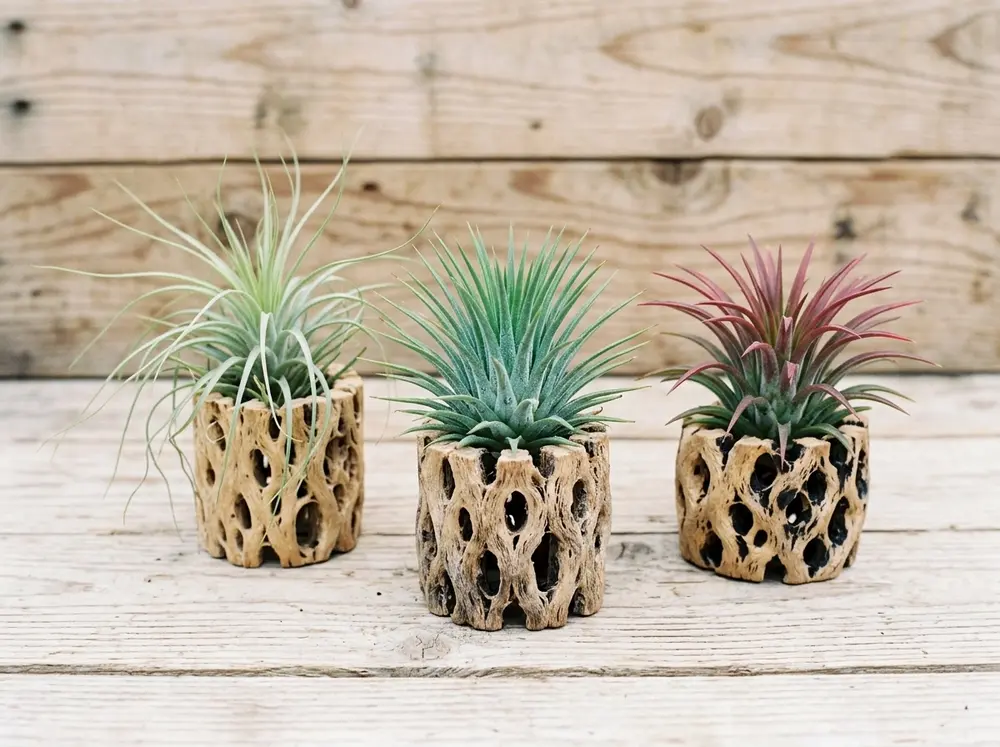 Air Plants