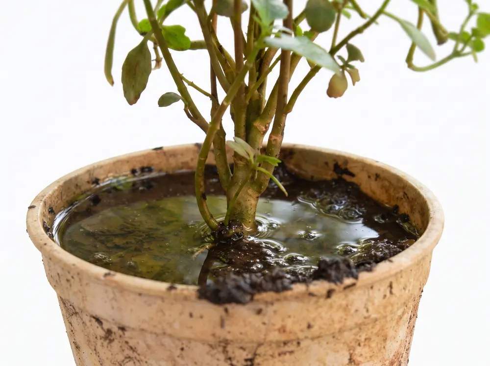 Overwatered Indoor Plants