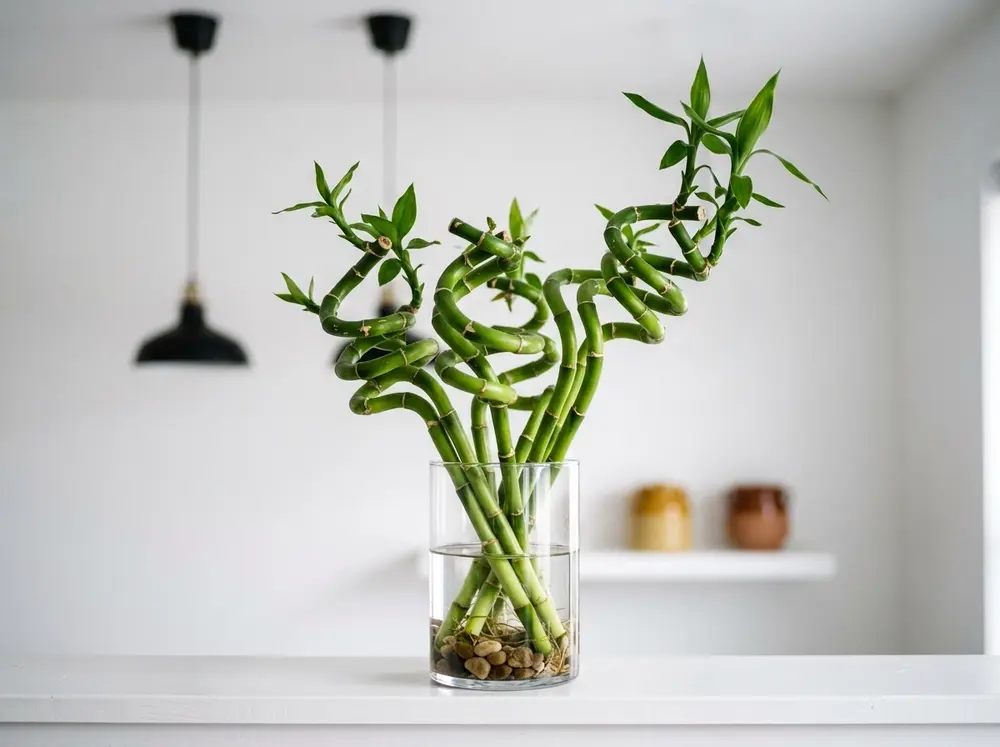 Twisted_bamboo_in_glass_vase