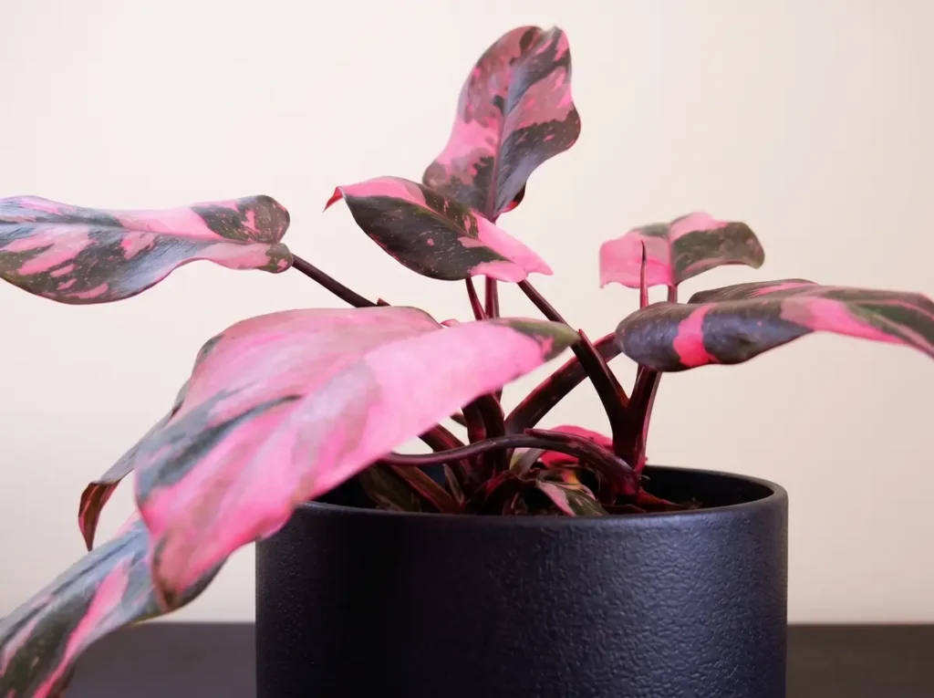 browning-pink-princess-philodendron-leaf-care