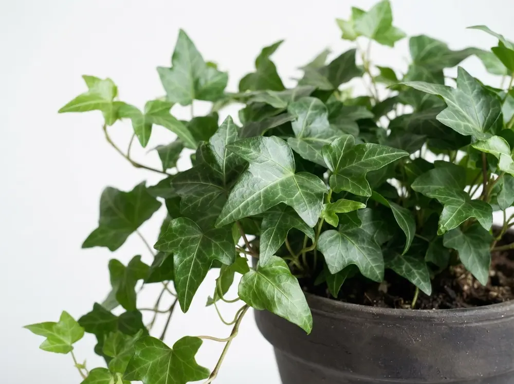 english ivy indoor