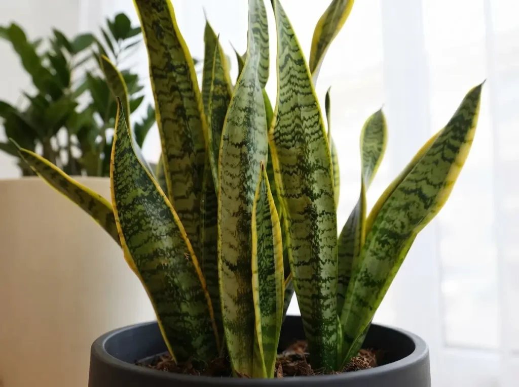 Snake Plant