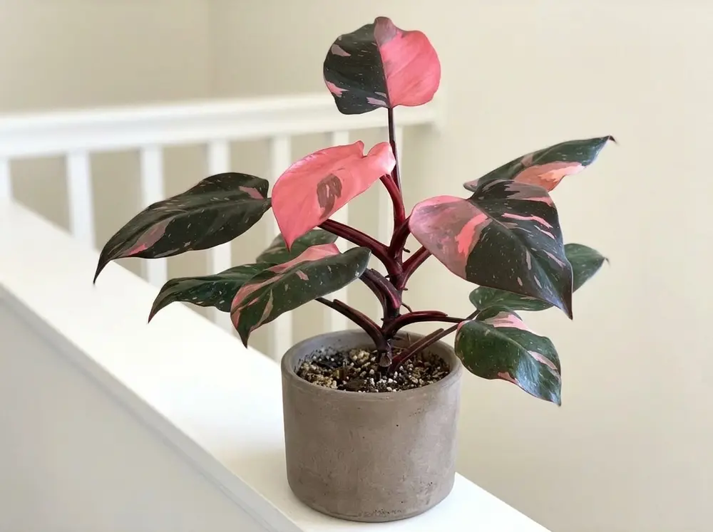 pink-princess-philodendron-brown-spots